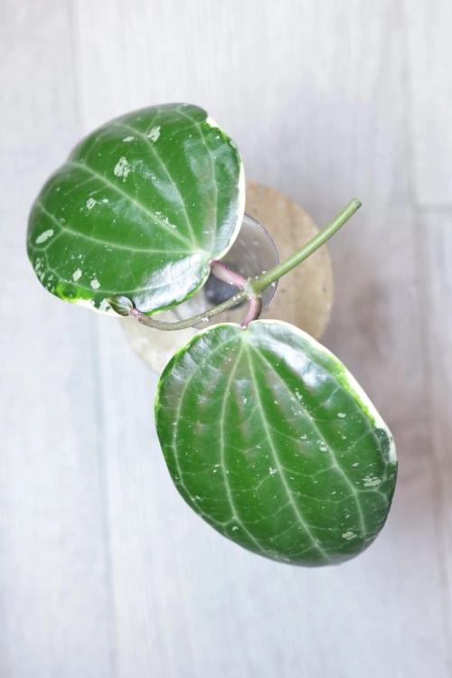 Hoya Latifolia Albomarginata Round Leaf