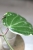 Hoya Latifolia Albomarginata Round Leaf