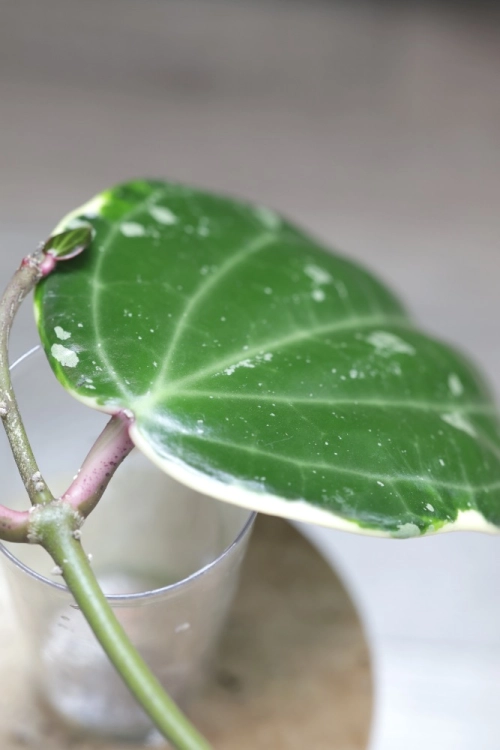 Hoya Latifolia Albomarginata Round Leaf