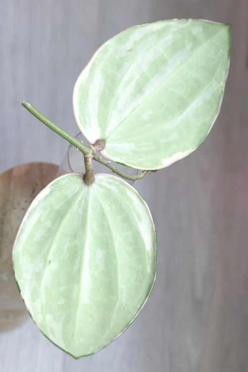 Hoya Latifolia Albomarginata Round Leaf