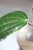 Hoya Latifolia Albomarginata Round Leaf