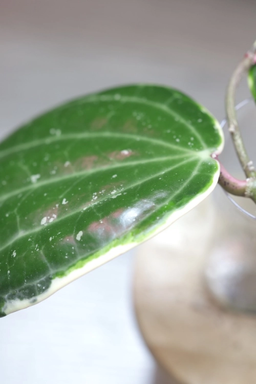 Hoya Latifolia Albomarginata Round Leaf
