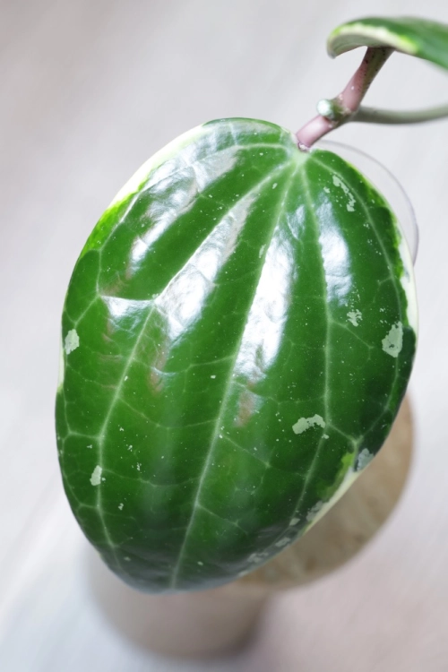 Hoya Latifolia Albomarginata Round Leaf