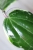 Hoya Latifolia Albomarginata Round Leaf