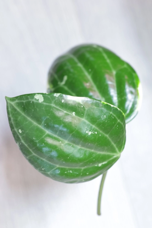 Hoya Latifolia Albomarginata Round Leaf