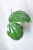 Hoya Latifolia Albomarginata Round Leaf