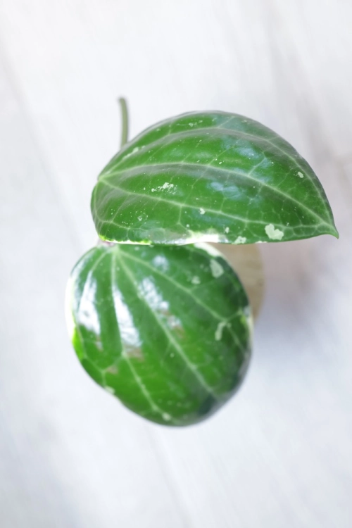 Hoya Latifolia Albomarginata Round Leaf