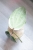 Hoya Latifolia Albomarginata Round Leaf