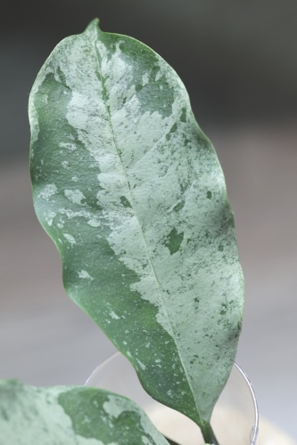 Hoya Occultata Silver