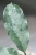 Hoya Occultata Silver