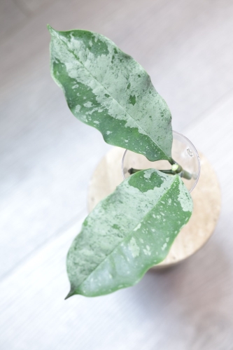 Hoya Occultata Silver