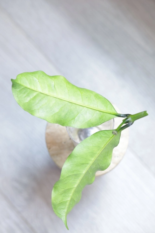 Hoya Occultata Silver