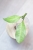Hoya Occultata Silver