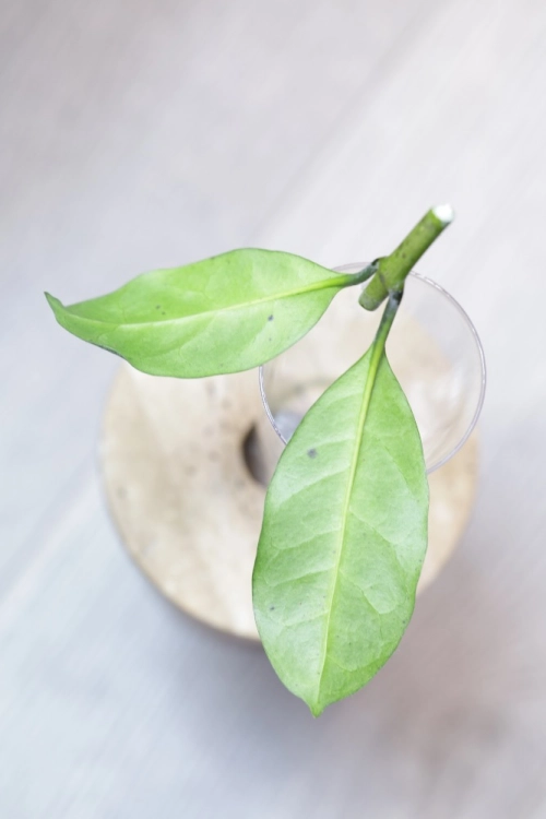 Hoya Occultata Silver