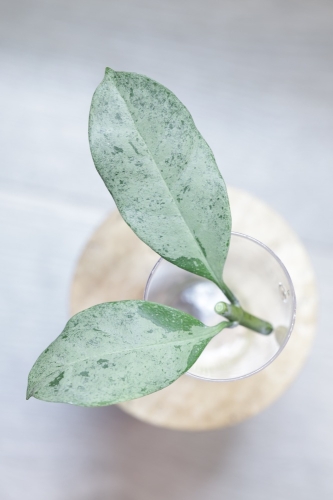 Hoya Occultata Silver