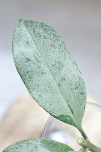 Hoya Occultata Silver