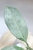 Hoya Occultata Silver