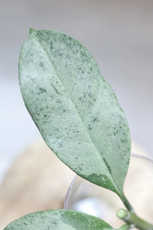Hoya Occultata Silver