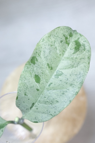 Hoya Occultata Silver