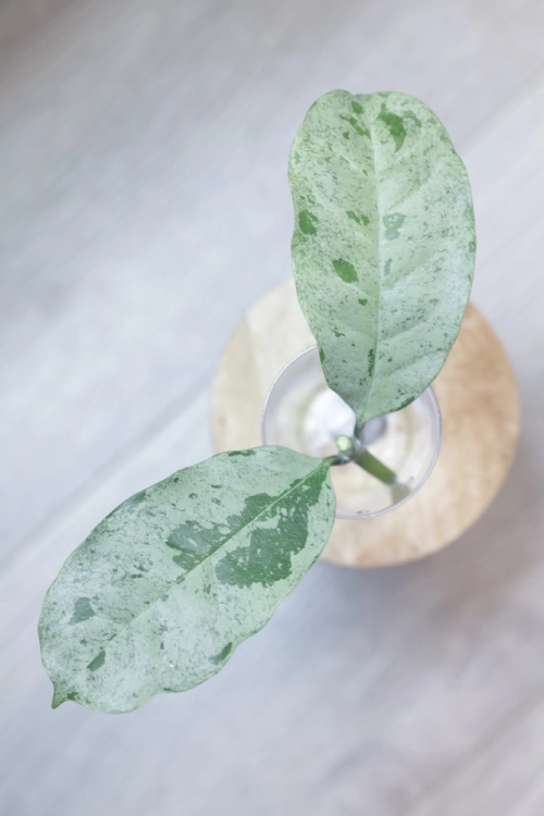 Hoya Occultata Silver