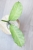 Hoya Occultata Silver