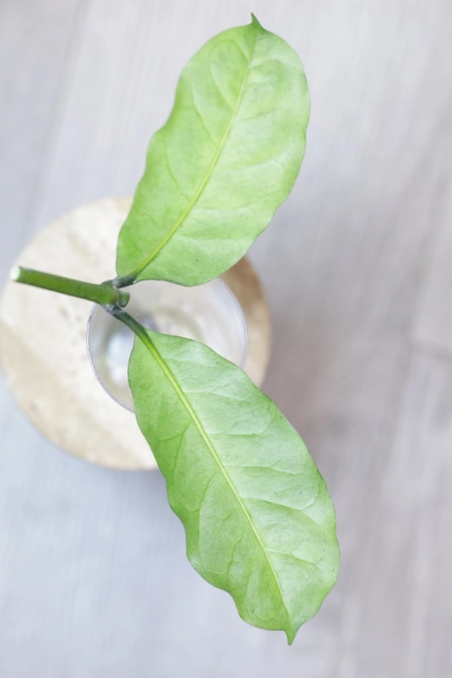 Hoya Occultata Silver