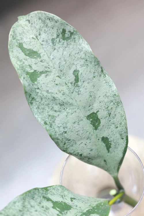 Hoya Occultata Silver