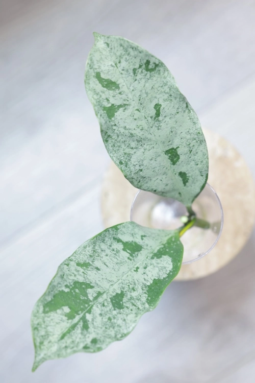 Hoya Occultata Silver