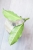 Hoya Occultata Silver