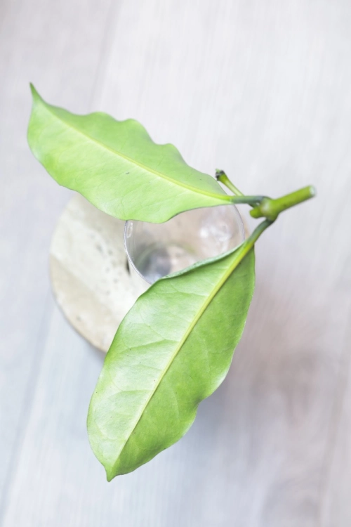 Hoya Occultata Silver