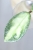 Hoya Carnosa Argentea Princess .jpg