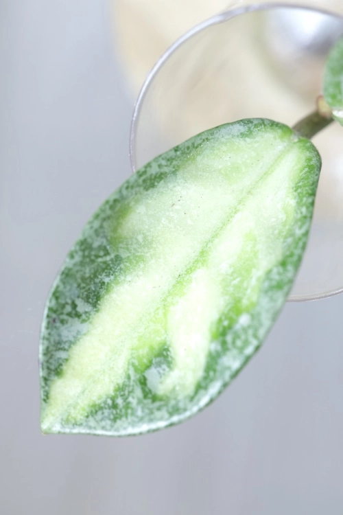 Hoya Carnosa Argentea Princess .jpg