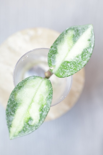 Hoya Carnosa Argentea Princess .jpg