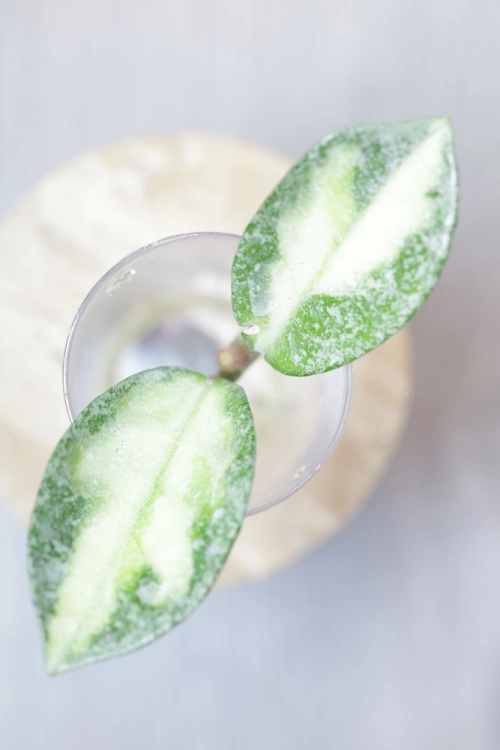 Hoya Carnosa Argentea Princess .jpg