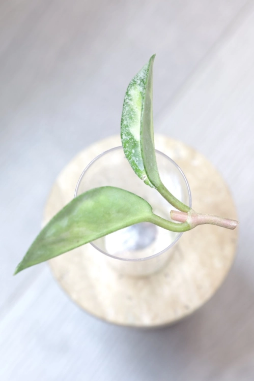Hoya Carnosa Argentea Princess .jpg