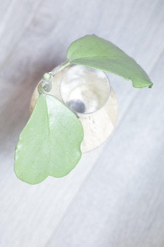 Hoya Kerrii Silver