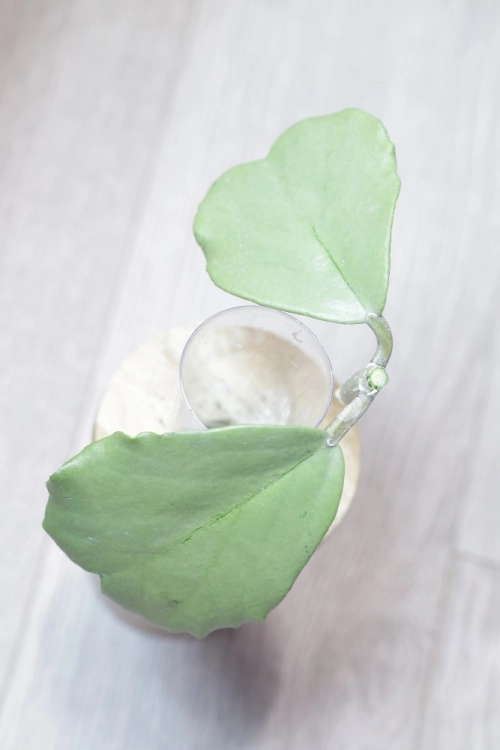 Hoya Kerrii Silver