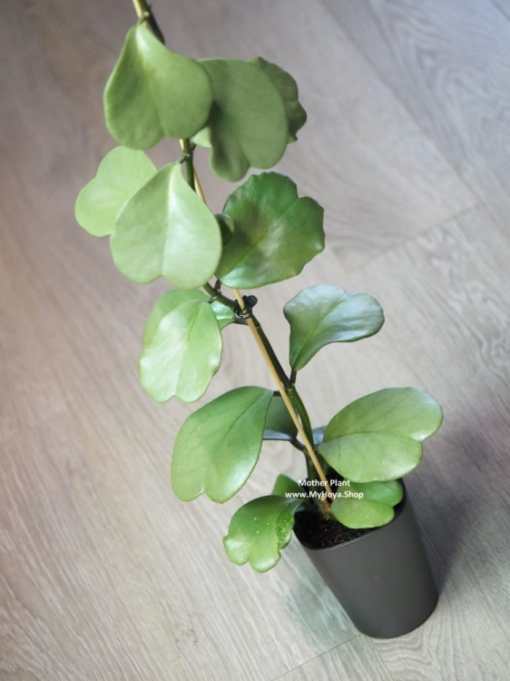 Hoya Kerrii Silver