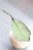 Hoya Lorelai (EPC196 mutation)