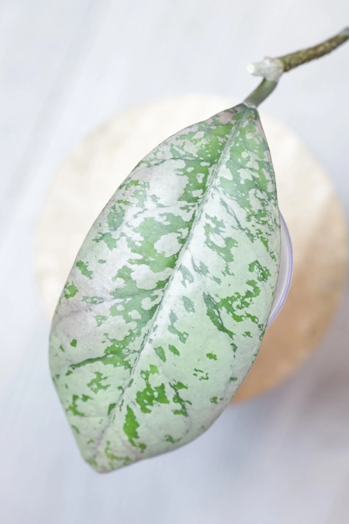 Hoya Lorelai (EPC196 mutation)
