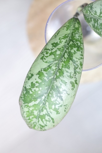 Hoya Lorelai (EPC196 mutation)
