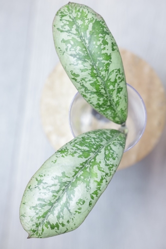 Hoya Lorelai (EPC196 mutation)