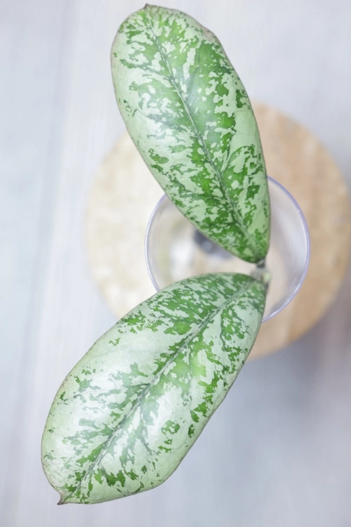 Hoya Lorelai (EPC196 mutation)