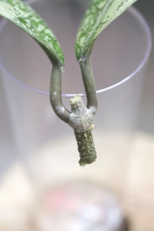 Hoya Lorelai (EPC196 mutation)