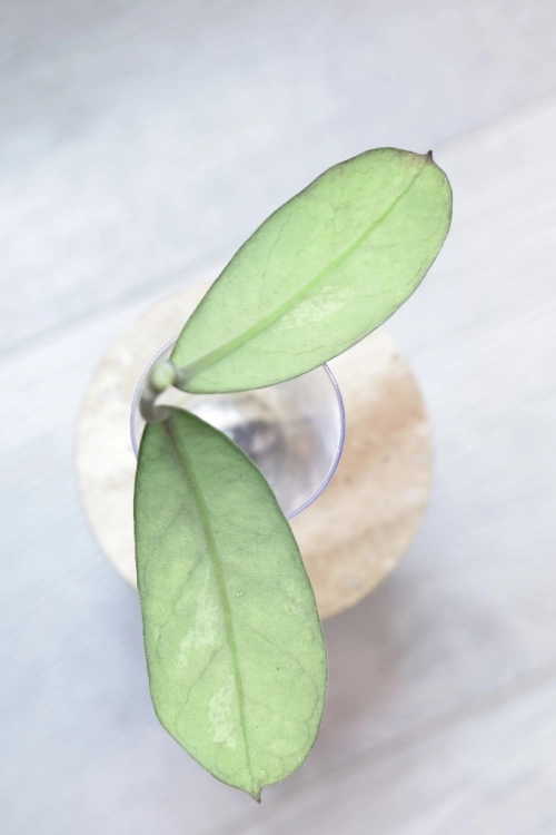 Hoya Lorelai (EPC196 mutation)