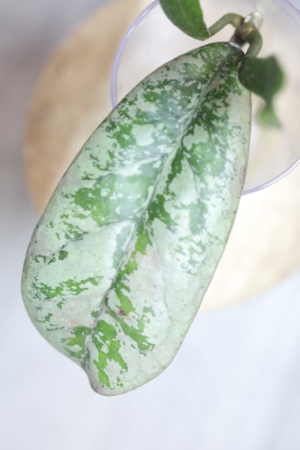 Hoya Lorelai (EPC196 mutation)