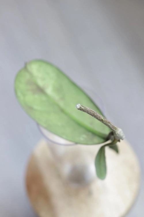 Hoya Lorelai (EPC196 mutation)