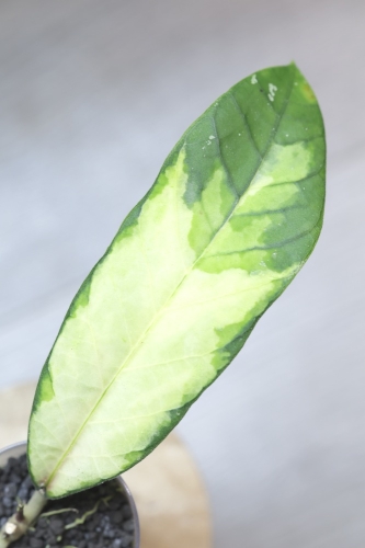 Hoya sp. Aceh ‘Ladia Galaska’