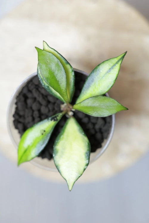 Hoya Bakoensis Inner Variegata