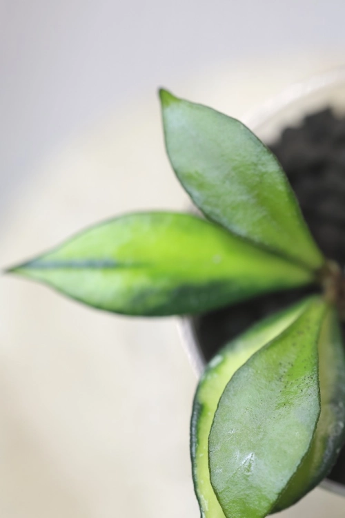Hoya Bakoensis Inner Variegata